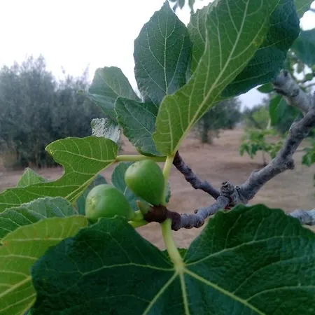 Tenuta Marra *