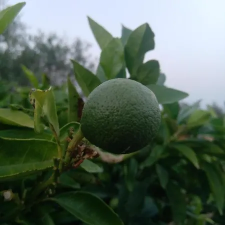 Tenuta Marra * Trepuzzi